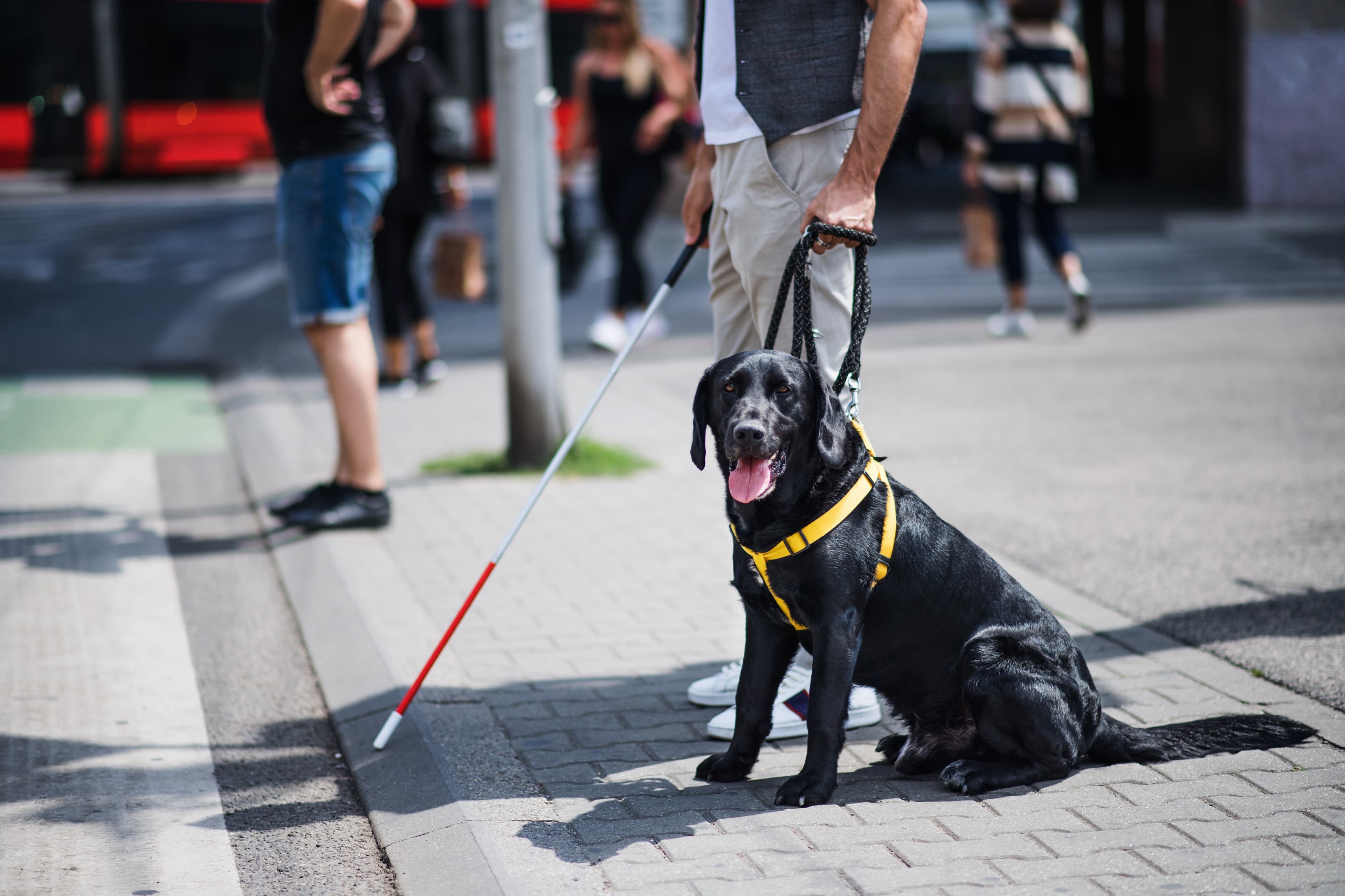 A visually impaired person navigating with a guide dog and walking cane